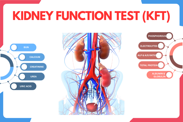 Kidney / Renal Function Test (KFT/RFT)